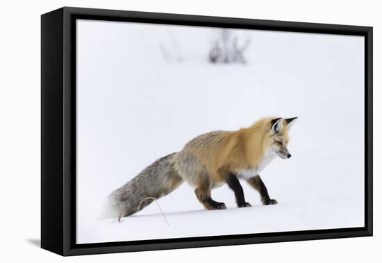 Wyoming, Yellowstone NP. Red fox, having heard a rodent under the snow prepares to leap-Ellen Goff-Framed Premier Image Canvas