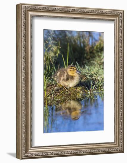 Wyoming, Young duckling resting on a mud flat island while being reflected in a pond.-Elizabeth Boehm-Framed Photographic Print