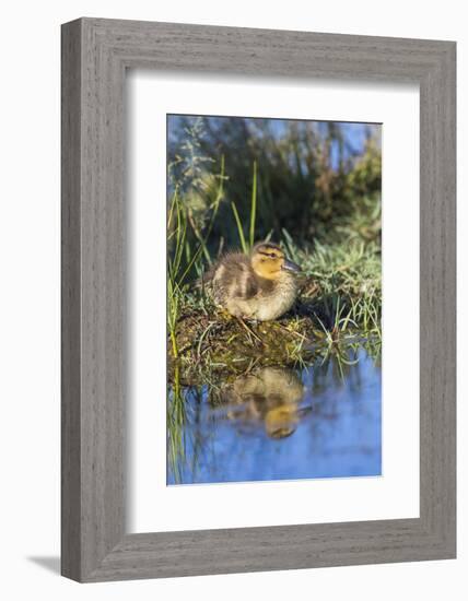 Wyoming, Young duckling resting on a mud flat island while being reflected in a pond.-Elizabeth Boehm-Framed Photographic Print