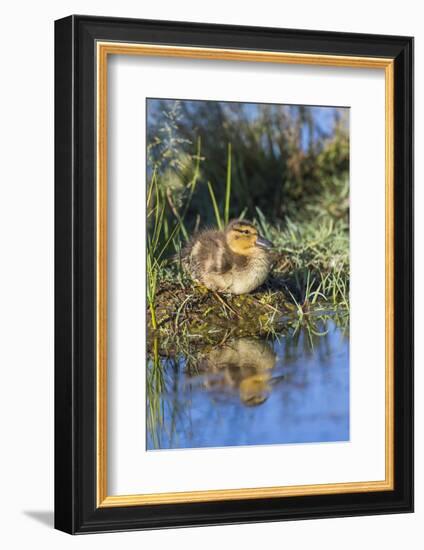 Wyoming, Young duckling resting on a mud flat island while being reflected in a pond.-Elizabeth Boehm-Framed Photographic Print