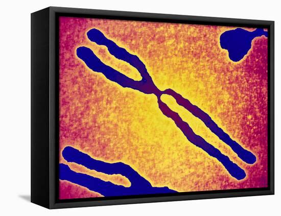X Chromosome-PASIEKA-Framed Premier Image Canvas