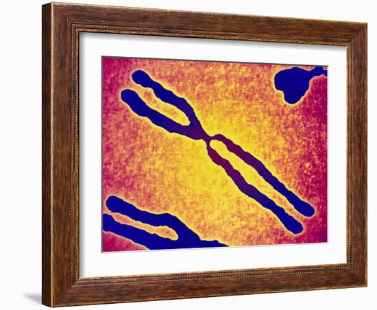 X Chromosome-PASIEKA-Framed Photographic Print