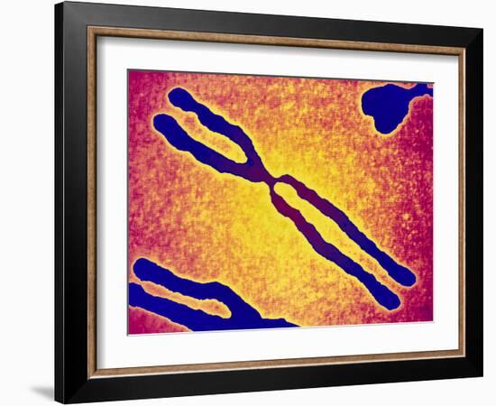 X Chromosome-PASIEKA-Framed Photographic Print