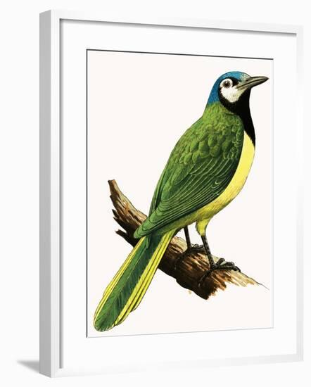 X For Xanthoura Luxuosa or American Jay-R. B. Davis-Framed Giclee Print