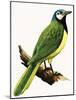 X For Xanthoura Luxuosa or American Jay-R. B. Davis-Mounted Giclee Print