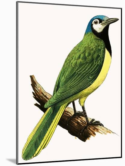 X For Xanthoura Luxuosa or American Jay-R. B. Davis-Mounted Giclee Print