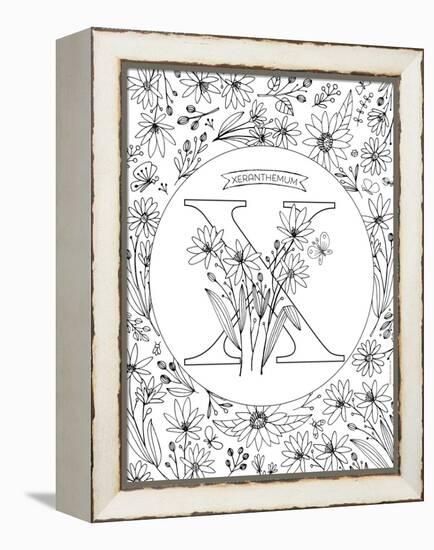 X is for Xeranthemum-Heather Rosas-Framed Stretched Canvas