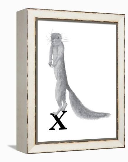 X is for Xerus-Stacy Hsu-Framed Stretched Canvas