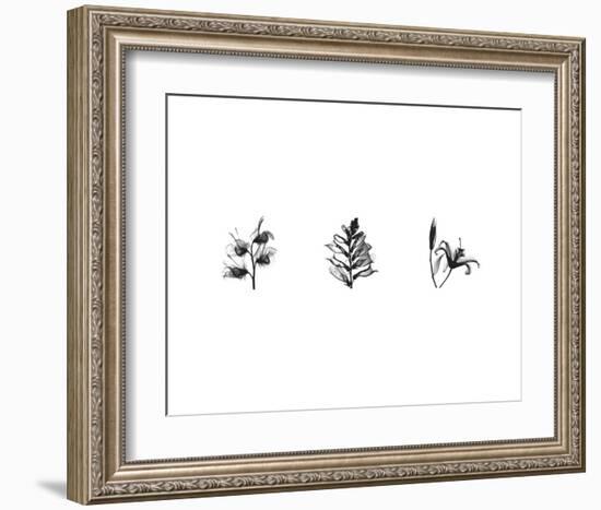 X-Ray Foxglove Triptych-Bert Myers-Framed Art Print