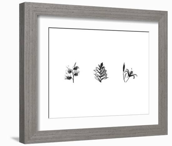 X-Ray Foxglove Triptych-Bert Myers-Framed Art Print