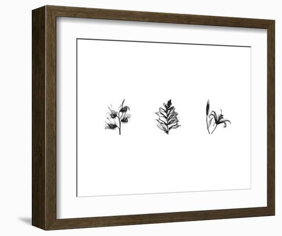 X-Ray Foxglove Triptych-Bert Myers-Framed Art Print