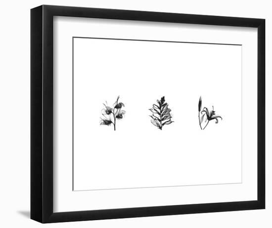 X-Ray Foxglove Triptych-Bert Myers-Framed Art Print