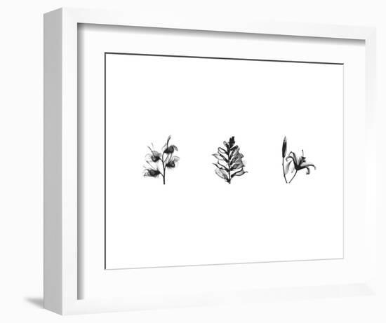 X-Ray Foxglove Triptych-Bert Myers-Framed Art Print