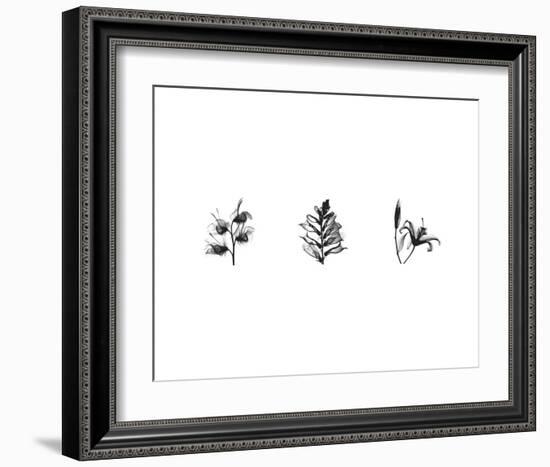 X-Ray Foxglove Triptych-Bert Myers-Framed Art Print