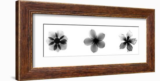 X-Ray Frangipani Triptych-Bert Myers-Framed Giclee Print