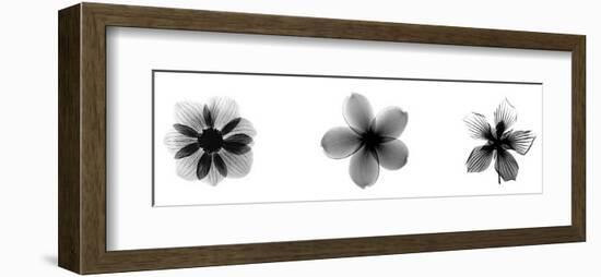 X-Ray Frangipani Triptych-Bert Myers-Framed Giclee Print