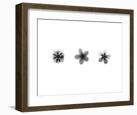 X-Ray Frangipani Triptych-Bert Myers-Framed Art Print