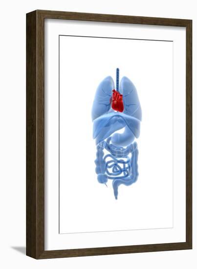 X-Ray Image of Internal Organs with Heart Highlighted in Red-null-Framed Art Print