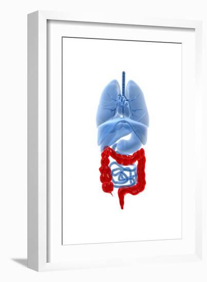 X-Ray Image of Internal Organs with Large Intestine Highlighted in Red-null-Framed Art Print