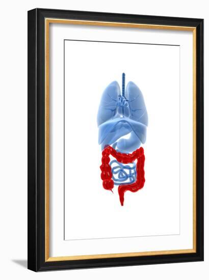 X-Ray Image of Internal Organs with Large Intestine Highlighted in Red-null-Framed Art Print