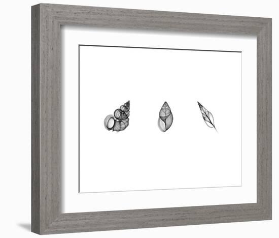 X-Ray Landsnail Triptych-Bert Myers-Framed Art Print