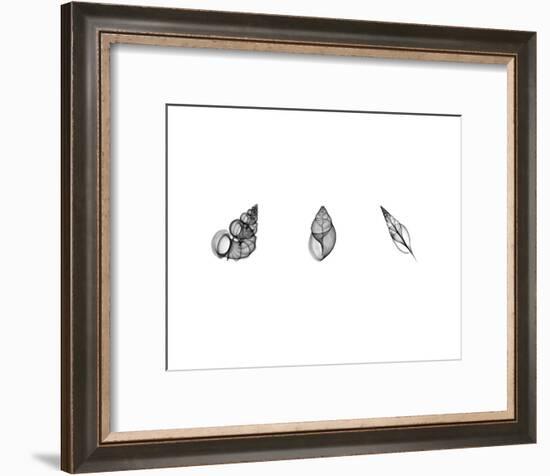 X-Ray Landsnail Triptych-Bert Myers-Framed Art Print