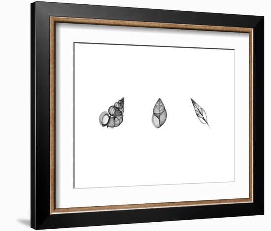 X-Ray Landsnail Triptych-Bert Myers-Framed Art Print