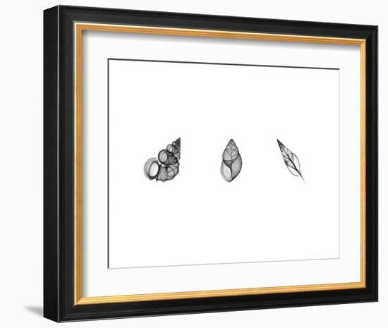 X-Ray Landsnail Triptych-Bert Myers-Framed Art Print