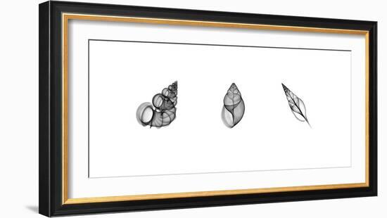 X-Ray Landsnail Triptych-Bert Myers-Framed Giclee Print