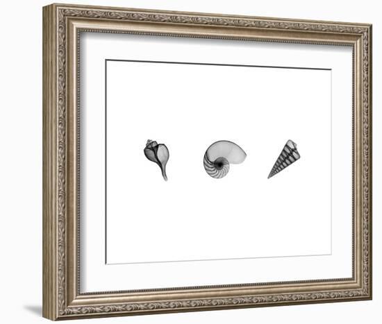 X-Ray Nautilus Triptych-Bert Myers-Framed Art Print