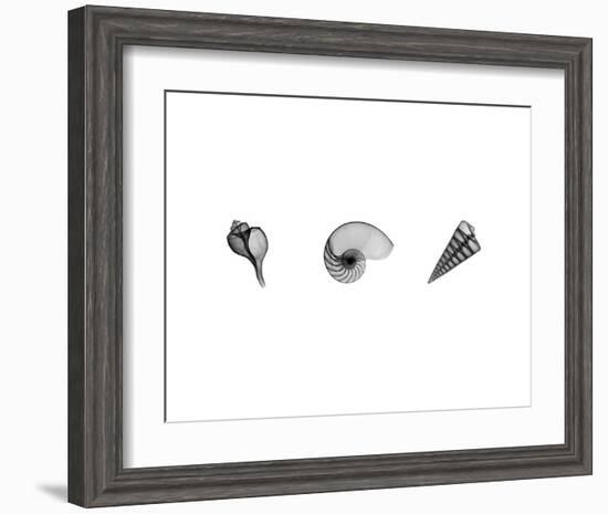 X-Ray Nautilus Triptych-Bert Myers-Framed Art Print