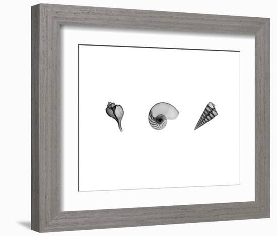 X-Ray Nautilus Triptych-Bert Myers-Framed Art Print