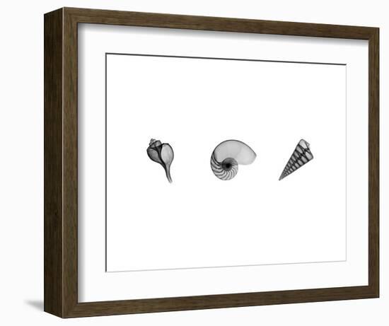 X-Ray Nautilus Triptych-Bert Myers-Framed Art Print