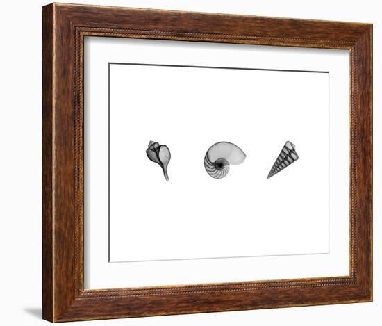 X-Ray Nautilus Triptych-Bert Myers-Framed Art Print