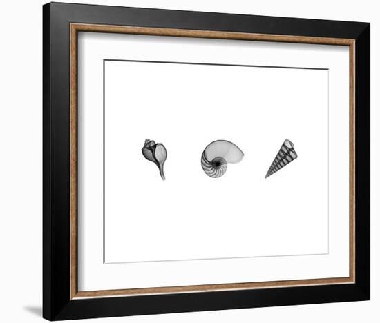 X-Ray Nautilus Triptych-Bert Myers-Framed Art Print