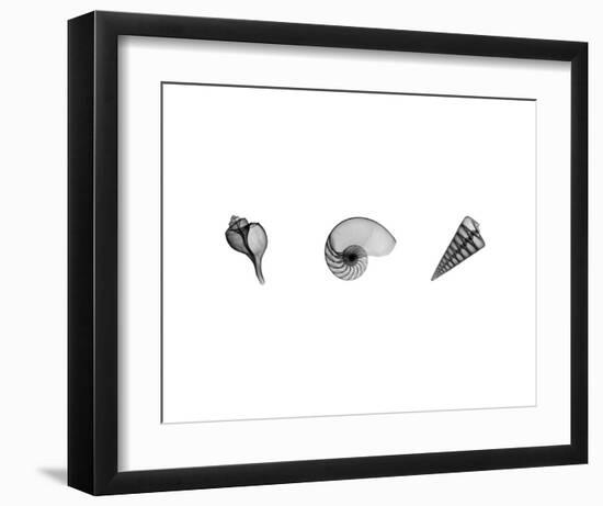 X-Ray Nautilus Triptych-Bert Myers-Framed Art Print