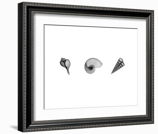 X-Ray Nautilus Triptych-Bert Myers-Framed Art Print