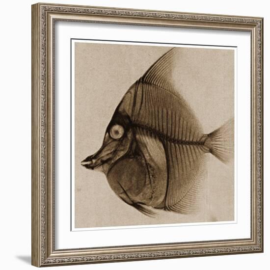 X Ray of a Fish C.1890-German School-Framed Giclee Print