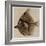 X Ray of a Fish C.1890-German School-Framed Giclee Print