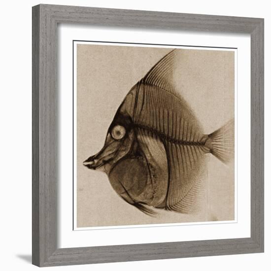 X Ray of a Fish C.1890-German School-Framed Giclee Print