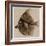 X Ray of a Fish C.1890-German School-Framed Giclee Print