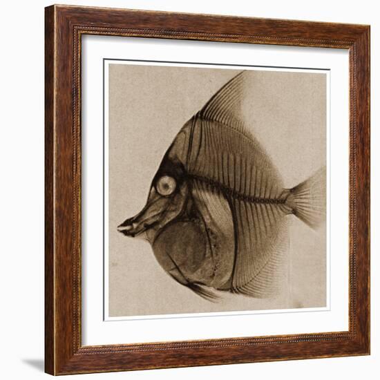 X Ray of a Fish C.1890-German School-Framed Giclee Print