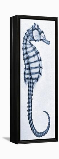 X-Ray of a Seahorse-null-Framed Premier Image Canvas