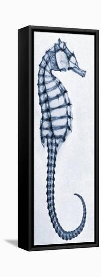 X-Ray of a Seahorse-null-Framed Premier Image Canvas