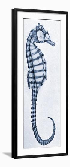 X-Ray of a Seahorse-null-Framed Giclee Print