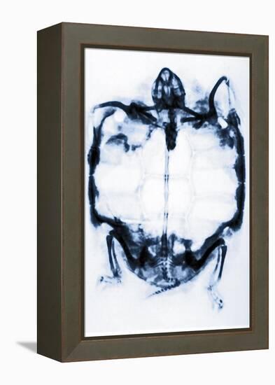 X-Ray of a Tortoise-null-Framed Premier Image Canvas