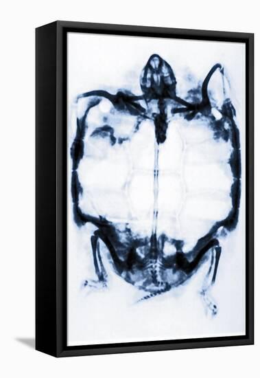 X-Ray of a Tortoise-null-Framed Premier Image Canvas