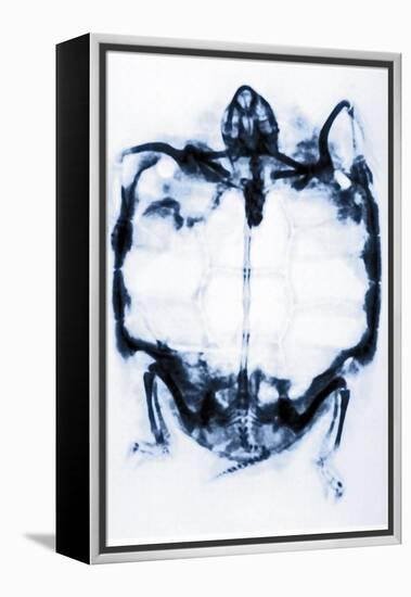 X-Ray of a Tortoise-null-Framed Premier Image Canvas