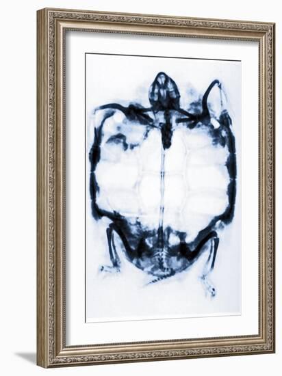 X-Ray of a Tortoise-null-Framed Giclee Print