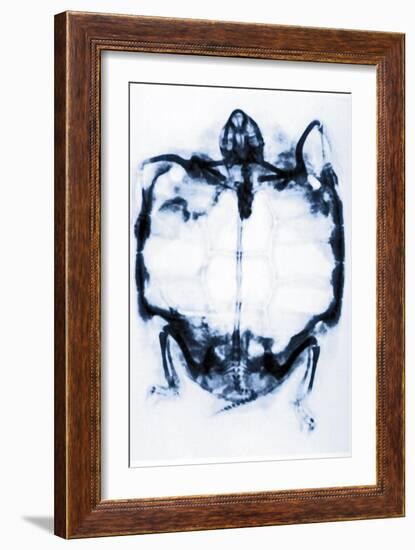 X-Ray of a Tortoise-null-Framed Giclee Print